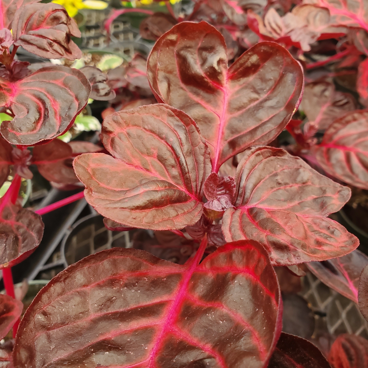 Bloodleaf Iresine - Image 3