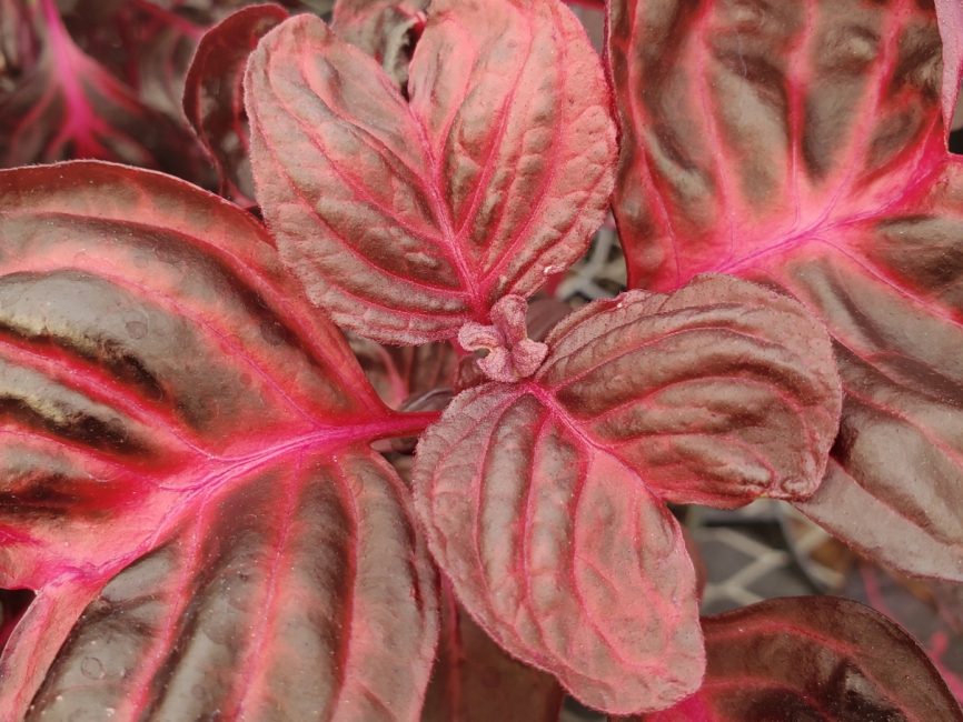 Bloodleaf iresine with vibrant red leaves in a 4.5 inch pot by Studley Flower Gardens