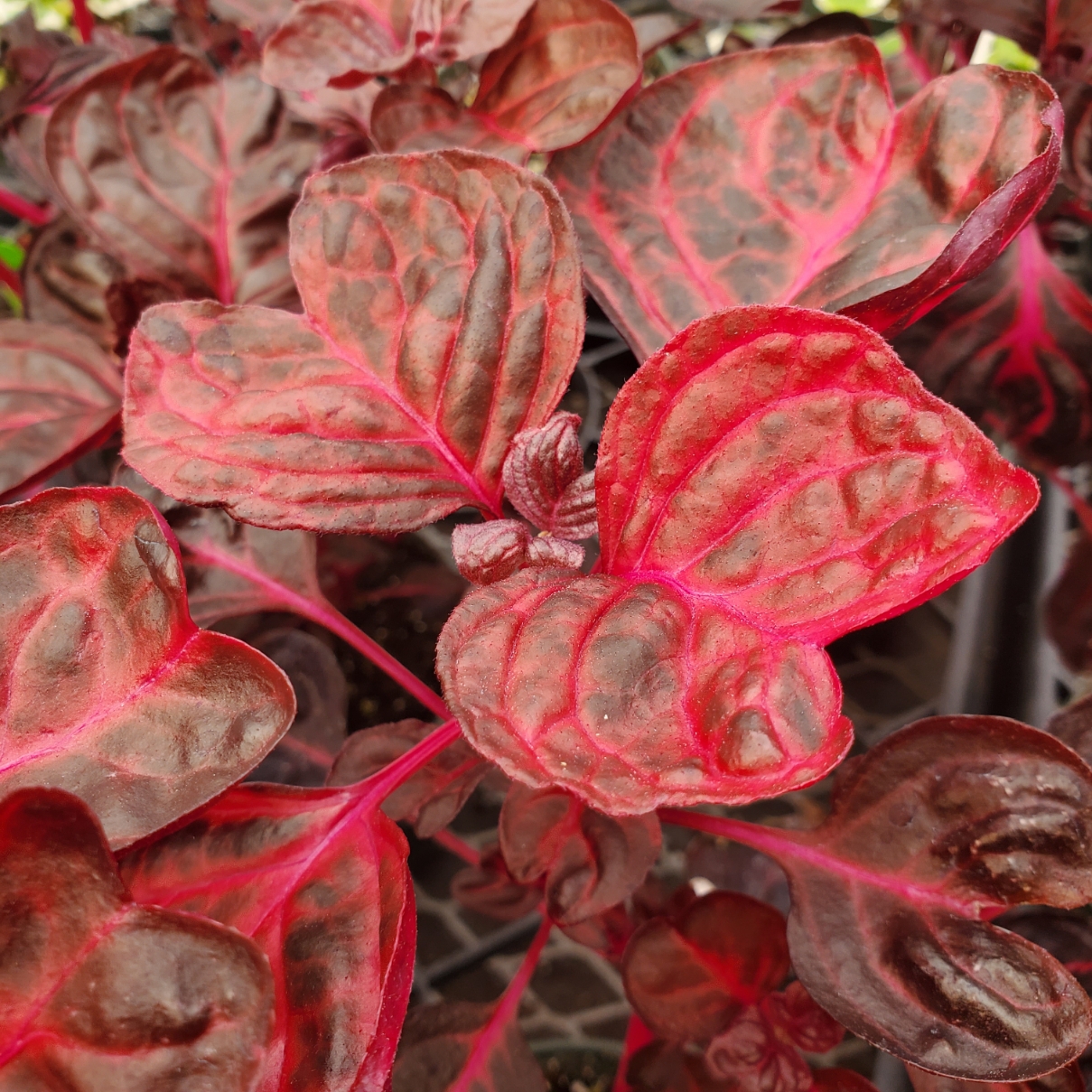Bloodleaf Iresine - Image 2
