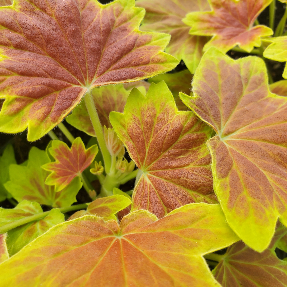 Vancouver Centennial Geranium - Image 3