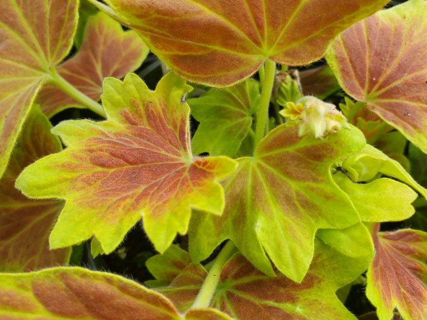 Vancouver Centennial Geranium with red leaves and star-shaped flowers by Studley Flower Gardens
