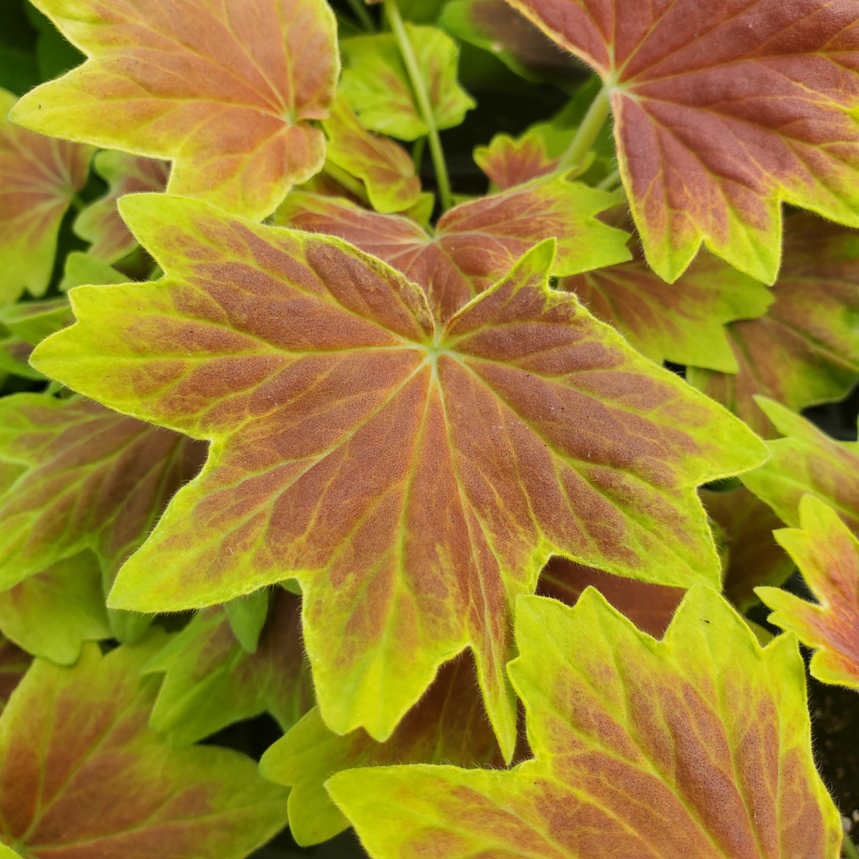 Vancouver Centennial Geranium - Image 2
