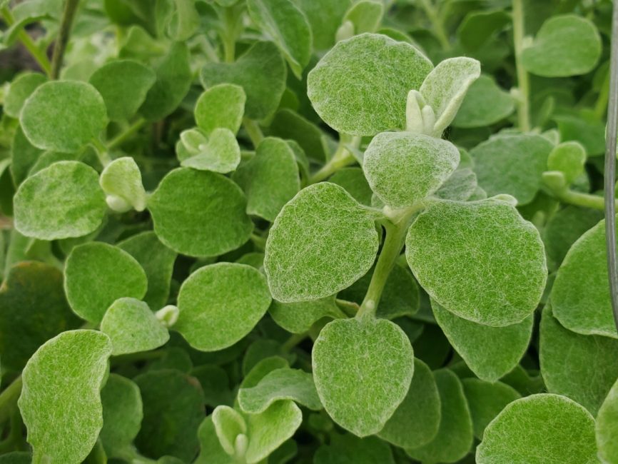 silver licorice vine detail image