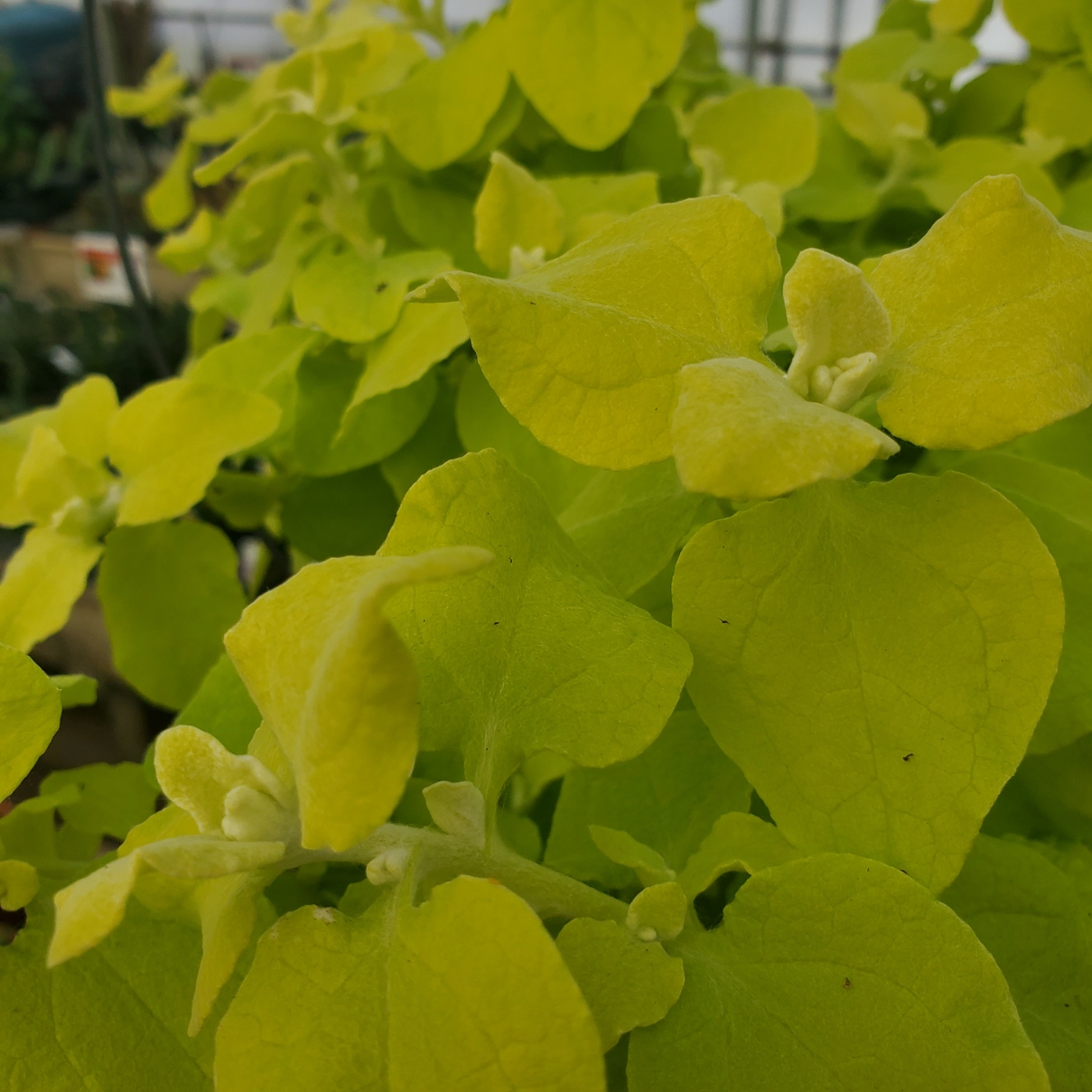 Golden Licorice Vine - Image 2