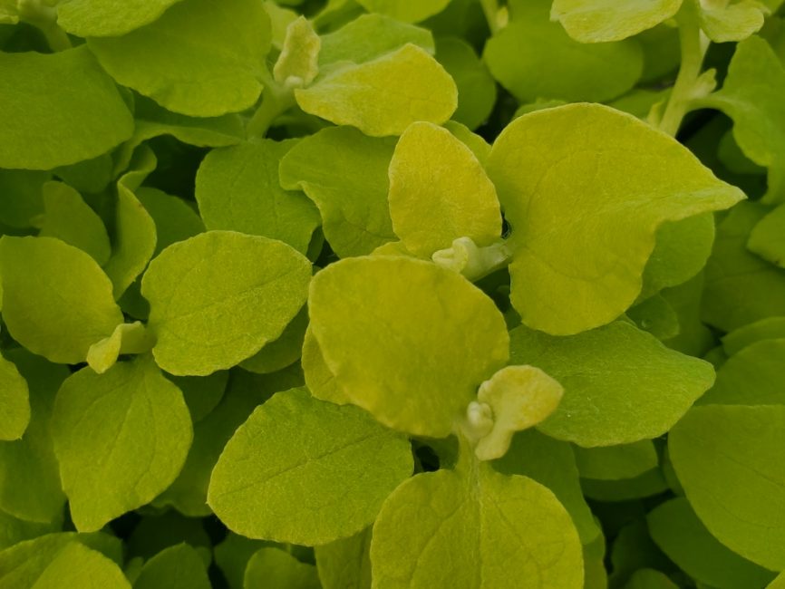 Golden licorice vine trailing plant with vibrant foliage by Studley Flower Gardens