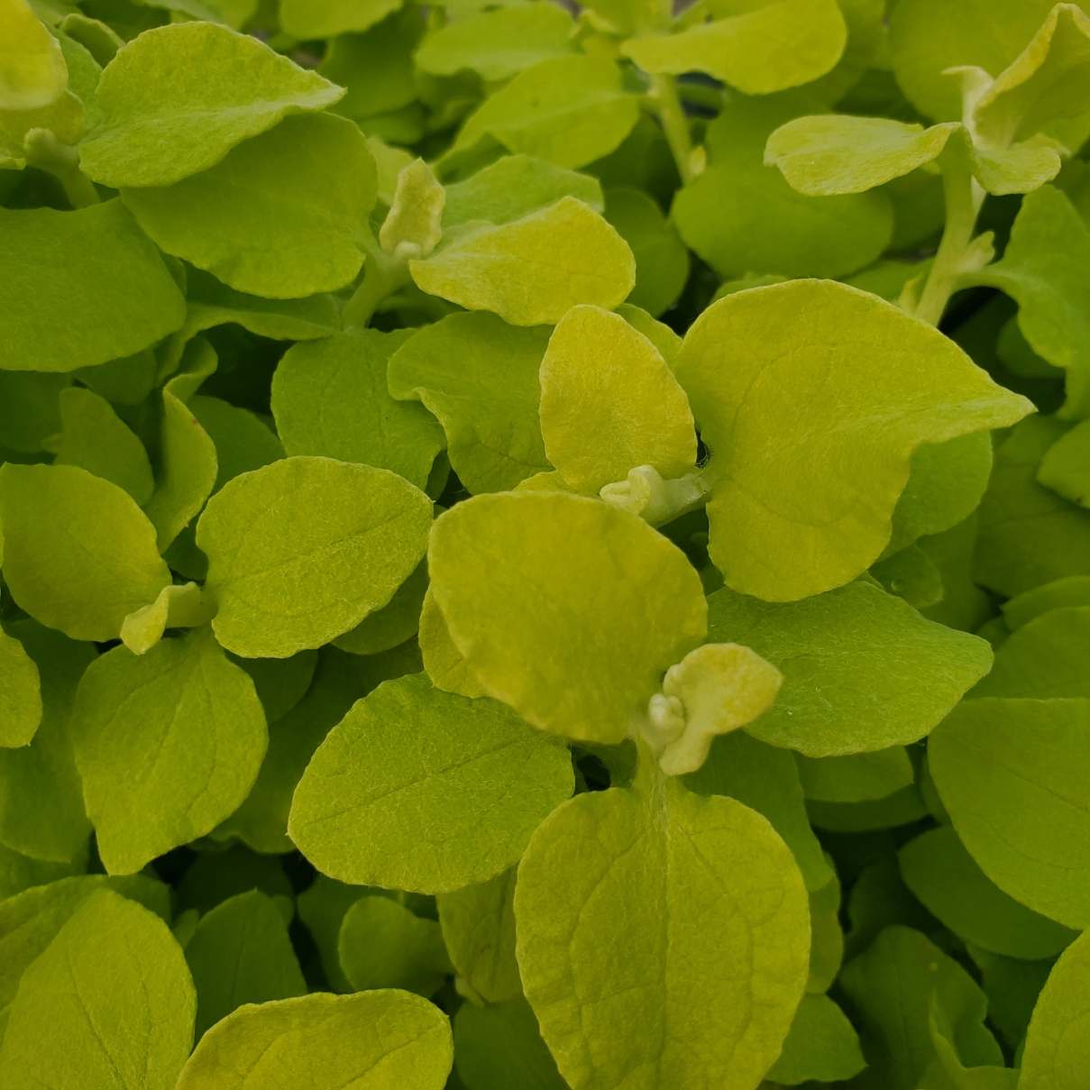 Golden Licorice Vine - Image 3