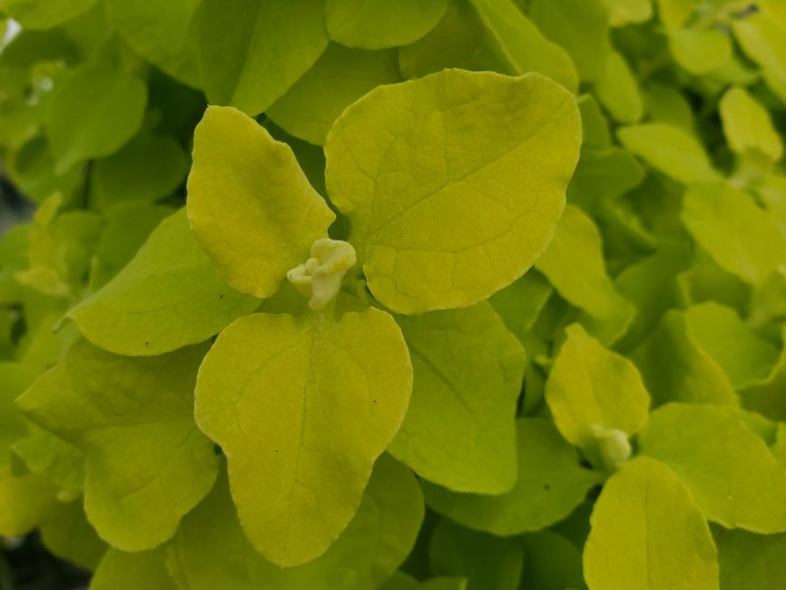 Golden licorice vine with velvety golden-yellow heart-shaped leaves by Studley Flower Gardens