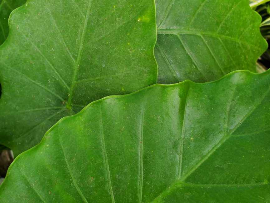 California Alocasia with large angular ruffled leaves in partial shade by Studley Flower Gardens