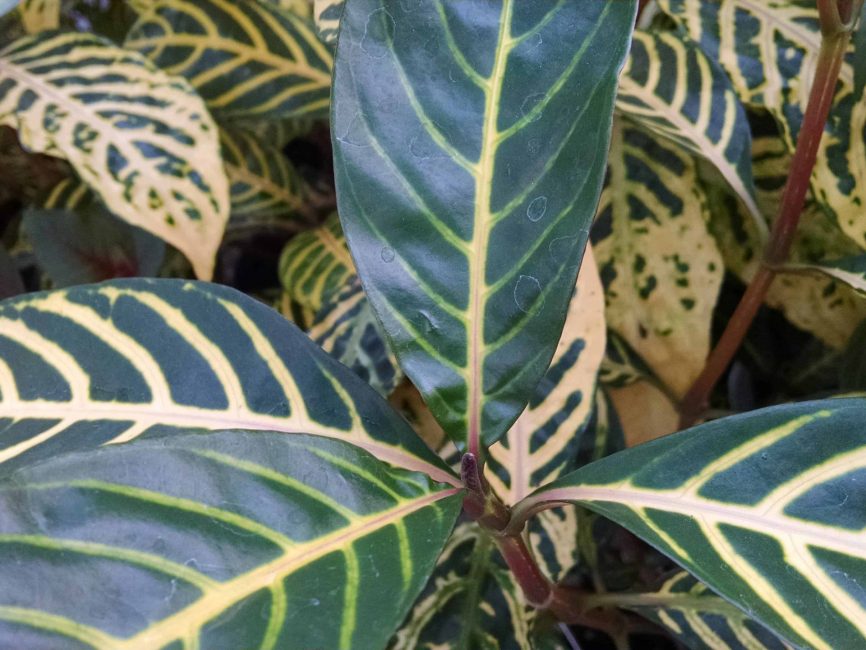 Ellen Sanchezia with scaled foliage by Studley Flower Gardens featuring SANCELLE scaled