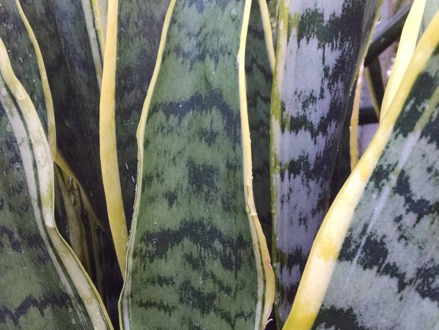 variegated snake plant detail image