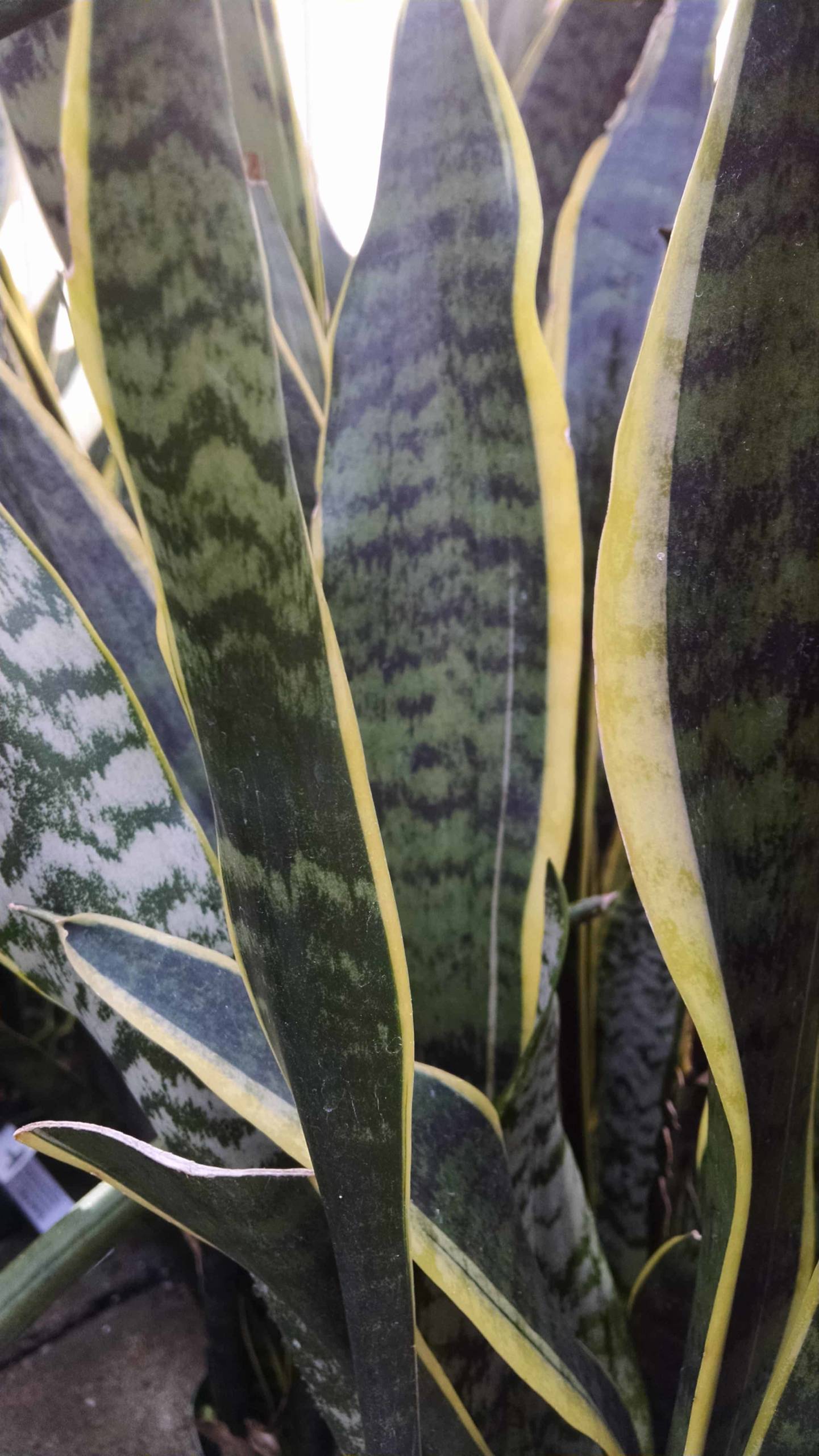 Variegated Snake Plant - Image 2