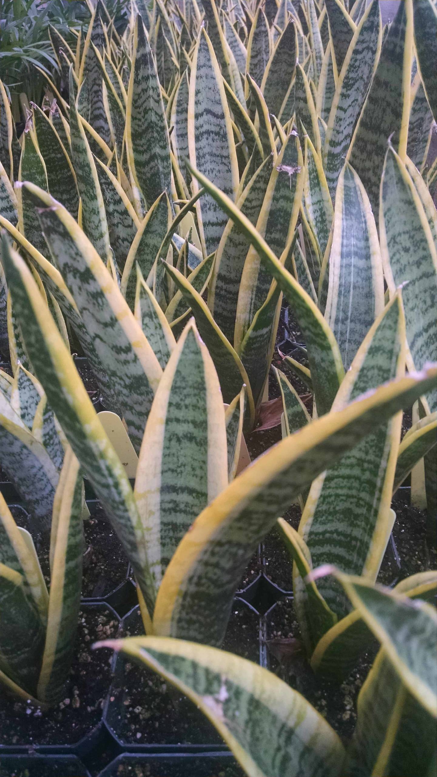 Variegated Snake Plant - Image 3
