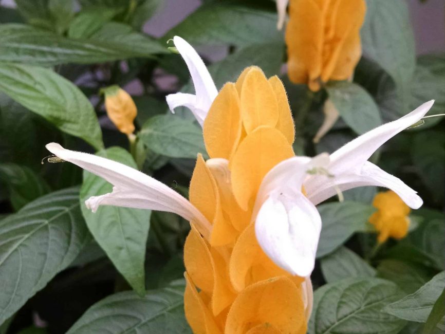 Golden shrimp plant with showy golden bracts by Studley Flower Gardens