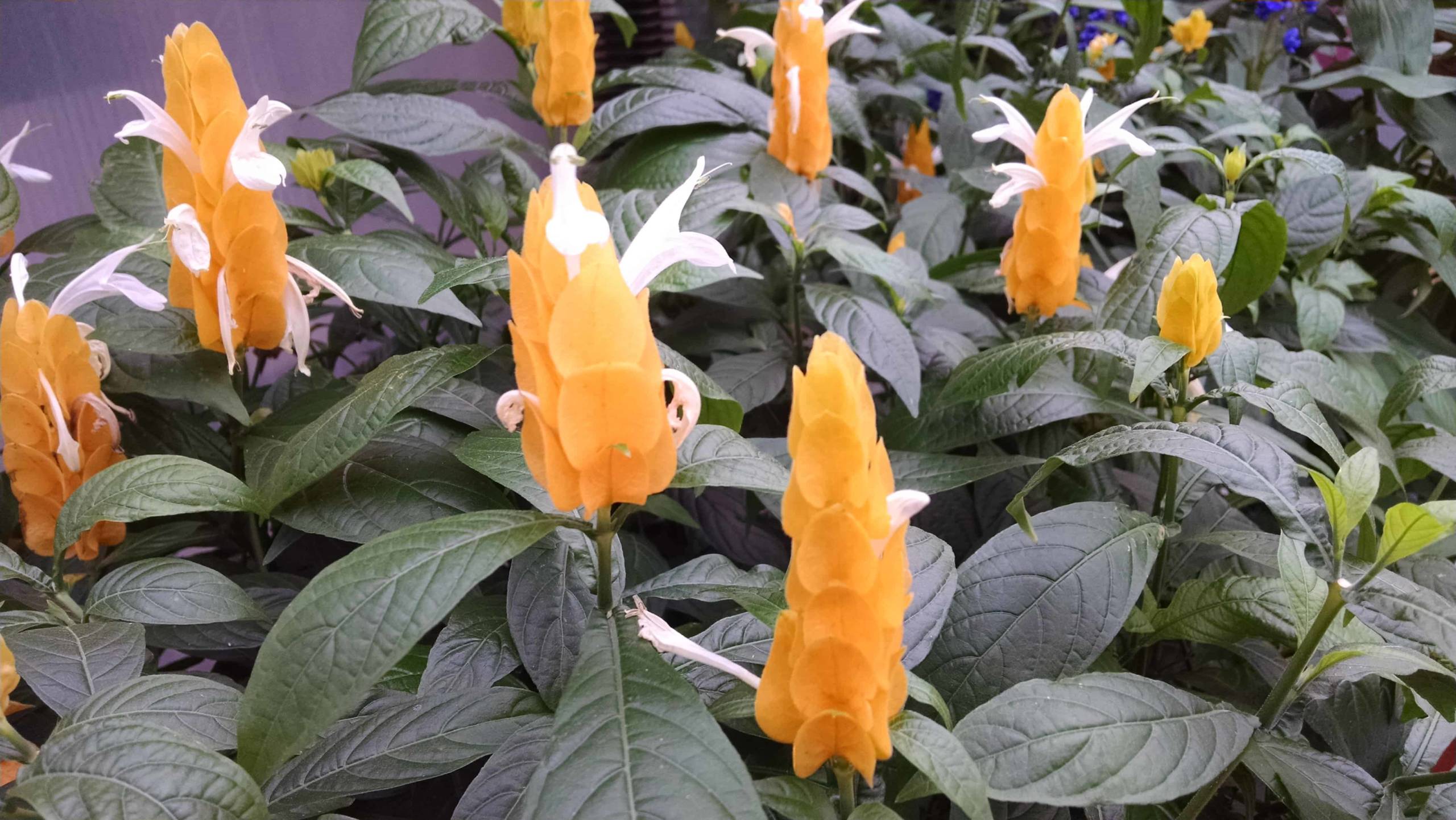 Golden Shrimp Plant - Image 2