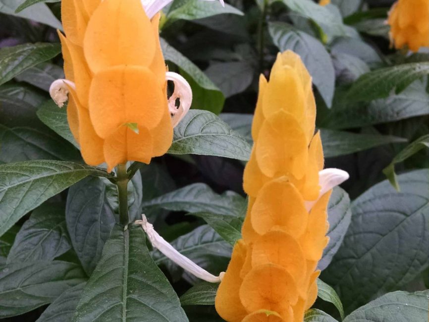 Golden shrimp plant blooming on a windowsill by Studley Flower Gardens