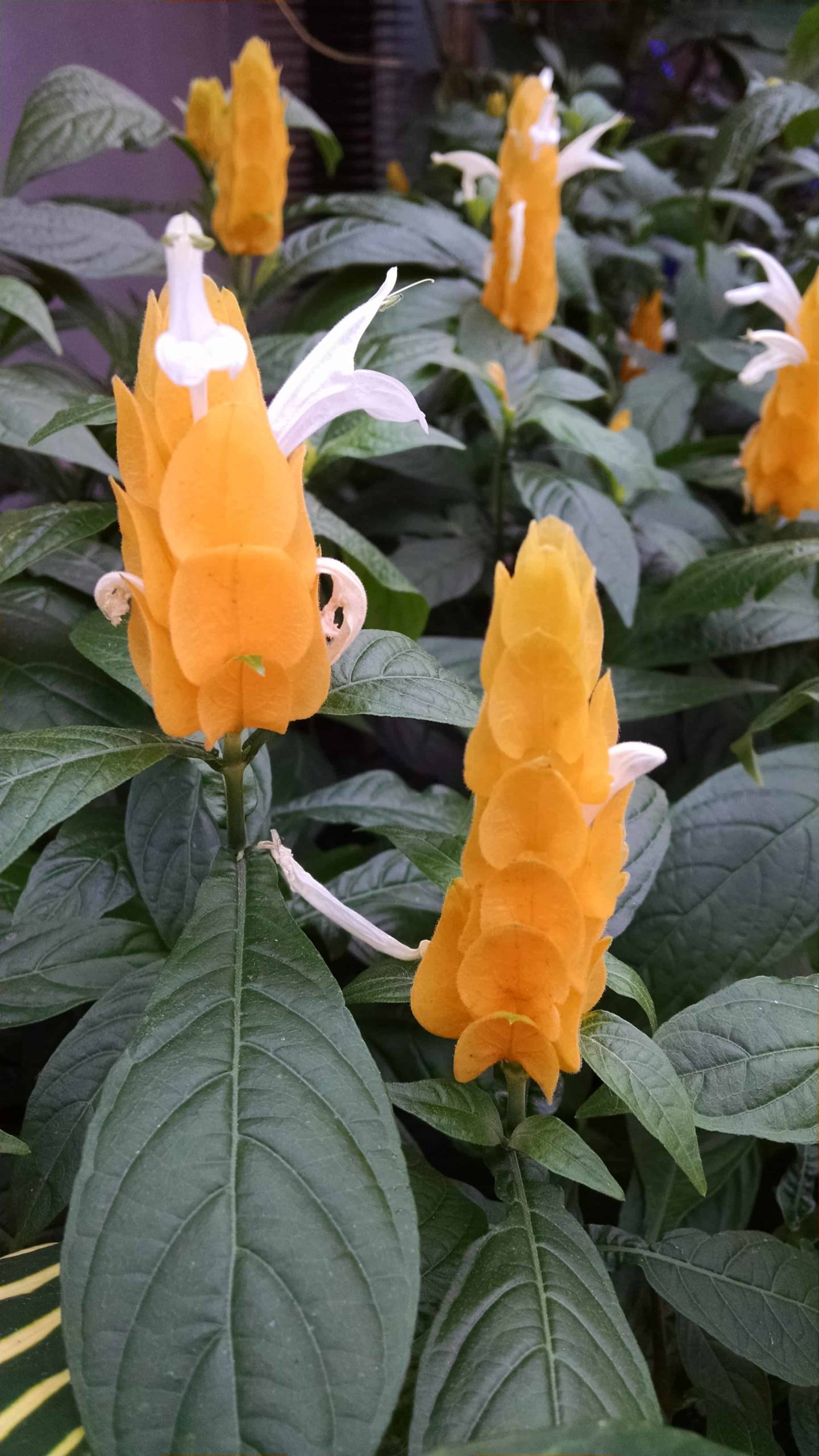 Golden Shrimp Plant - Image 3