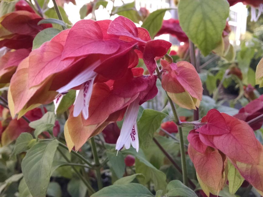 Shrimp plant with rusty red bracts and white flowers by Studley Flower Gardens