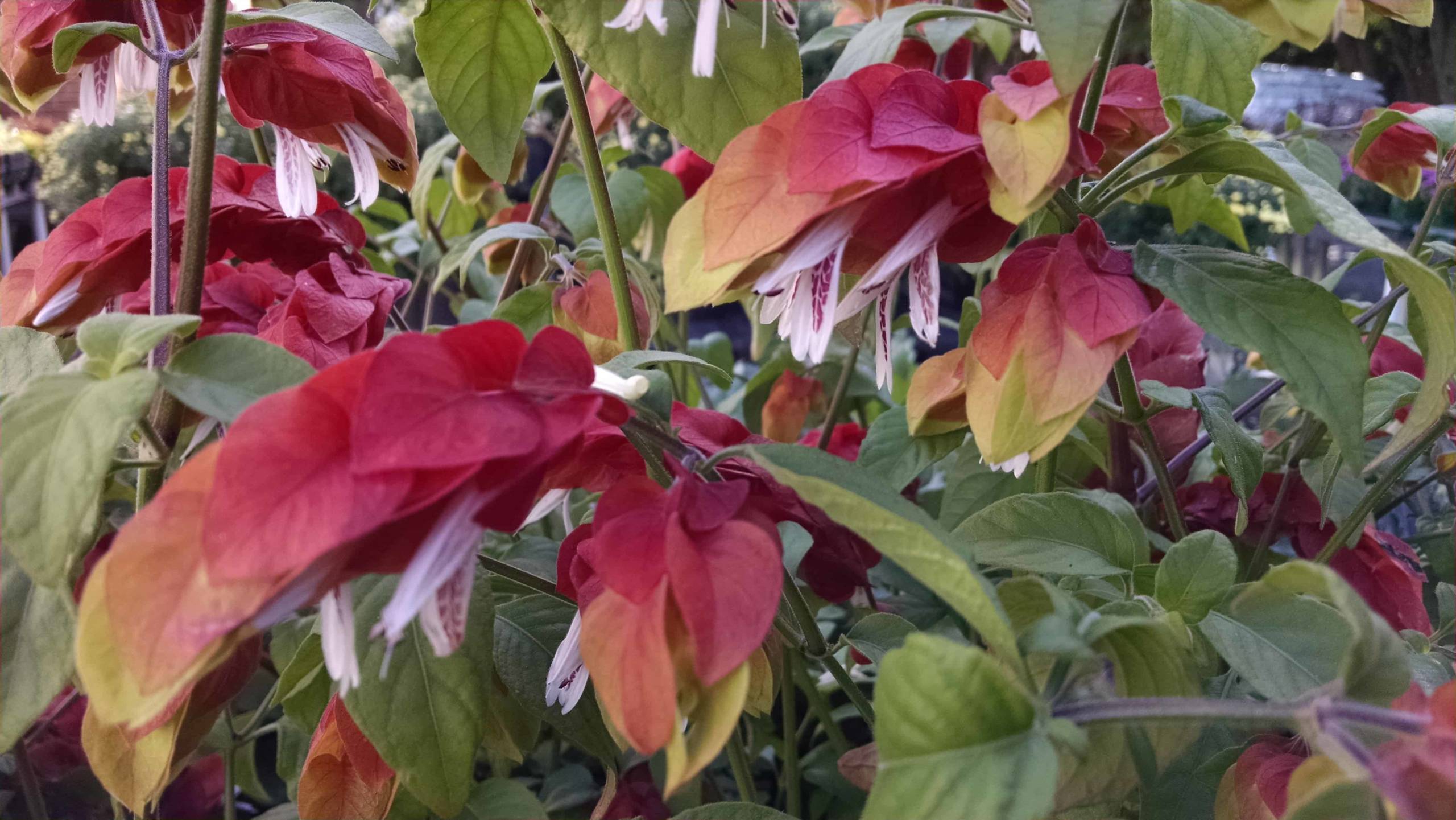 Shrimp Plant - Image 2