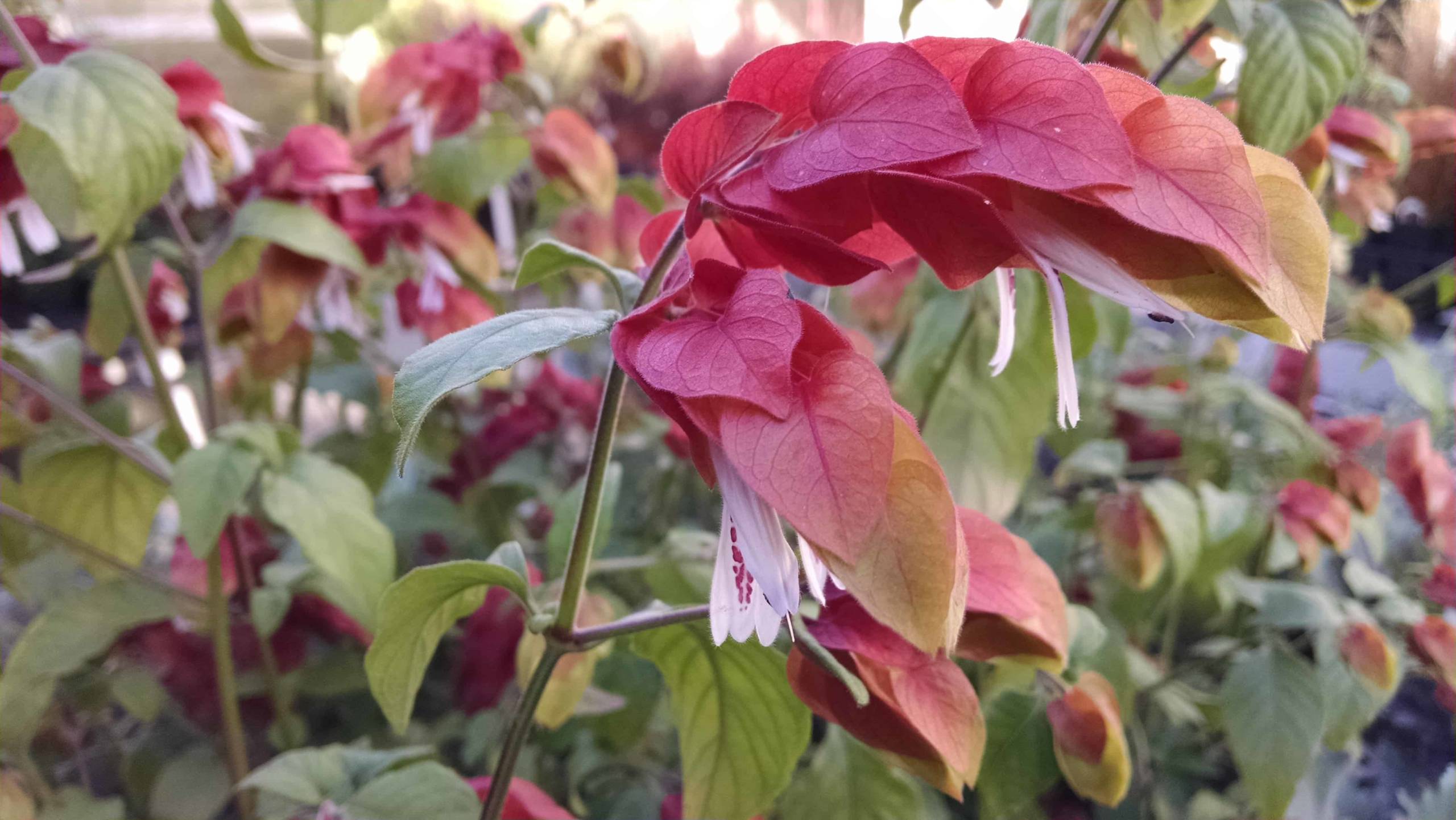 Shrimp Plant - Image 3