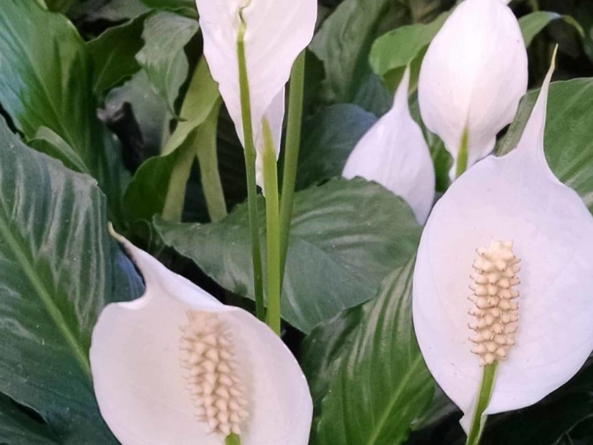 peace lily detail image