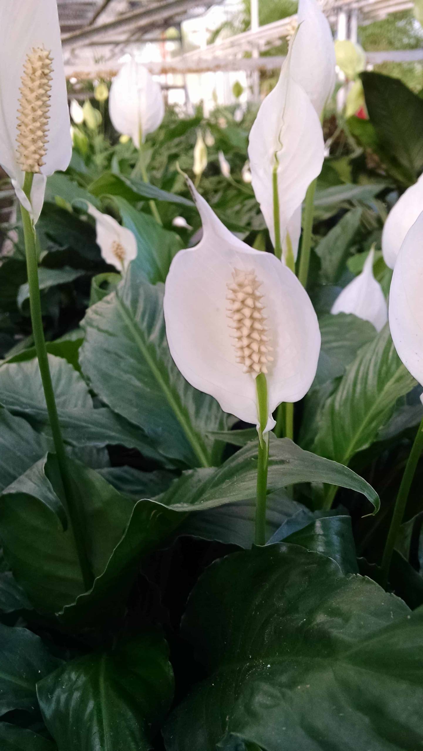 Peace Lily - Image 2