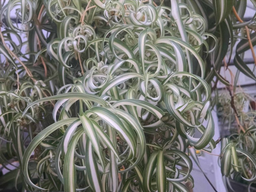 bonnie spider plant detail image