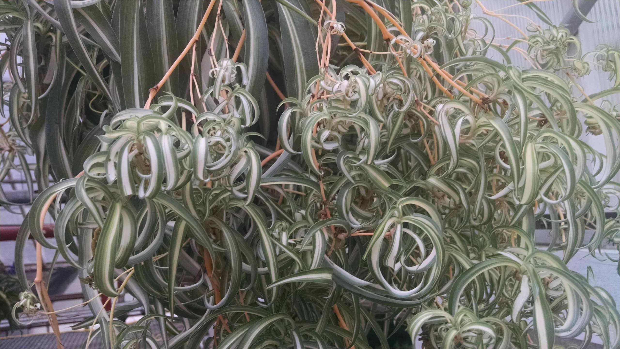 Bonnie Spider Plant - Image 2