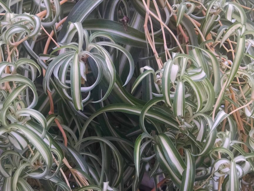 Bonnie spider plant with trailing arching green-and-cream leaves by Studley Flower Gardens