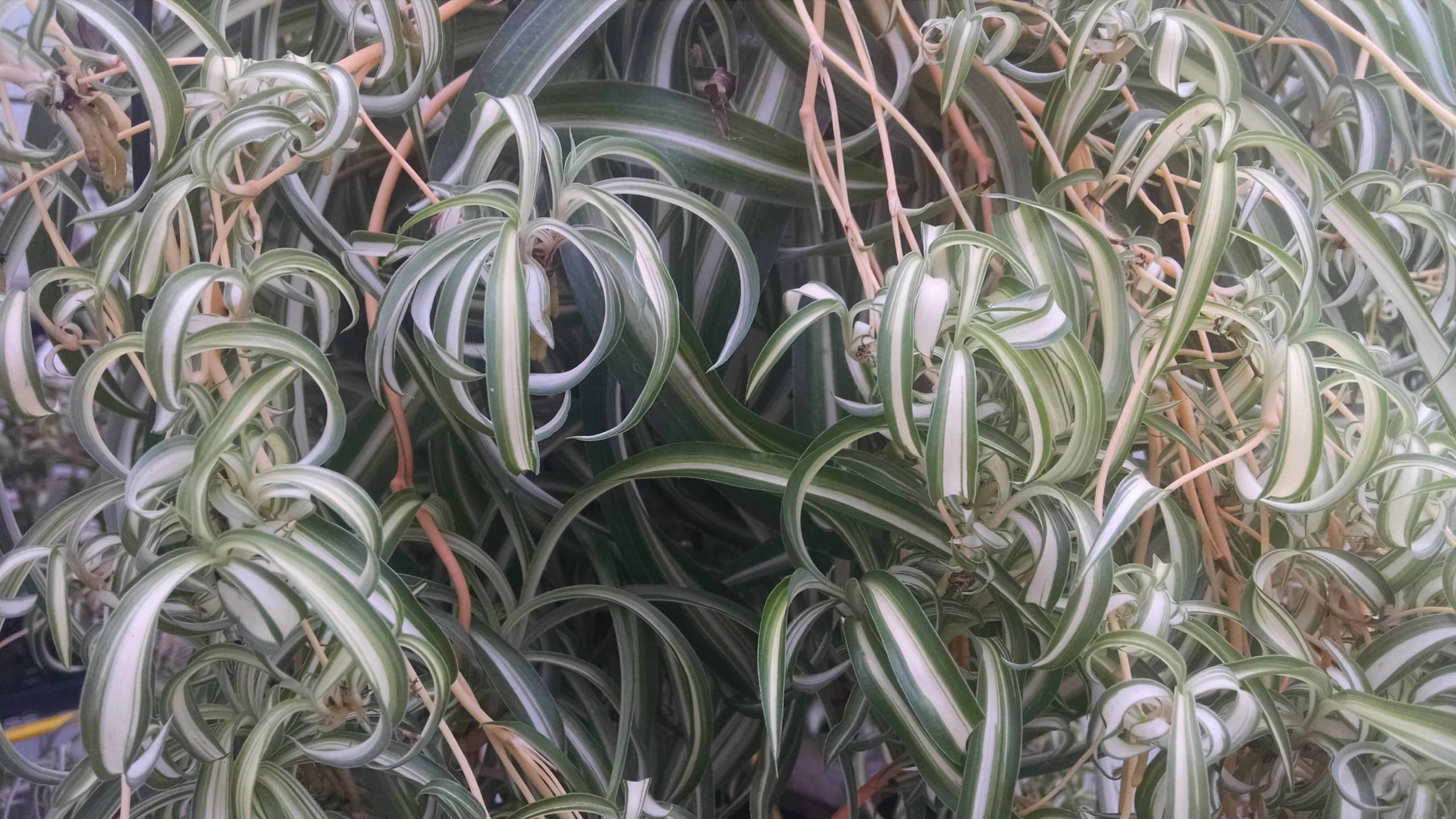 Bonnie Spider Plant - Image 3