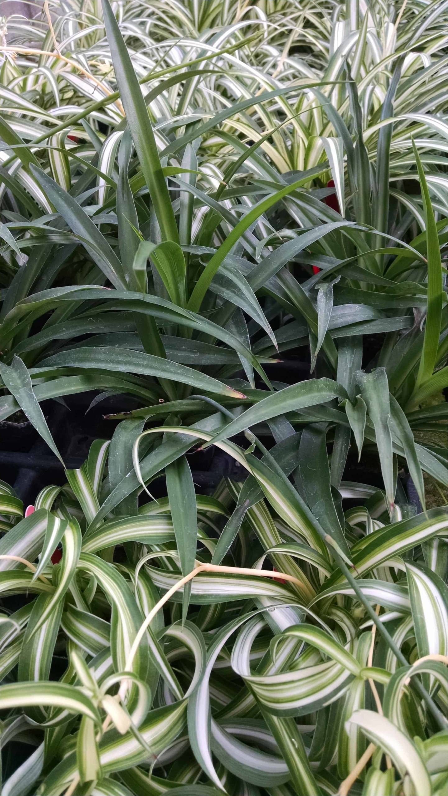 Spider Plant Collection - Image 2