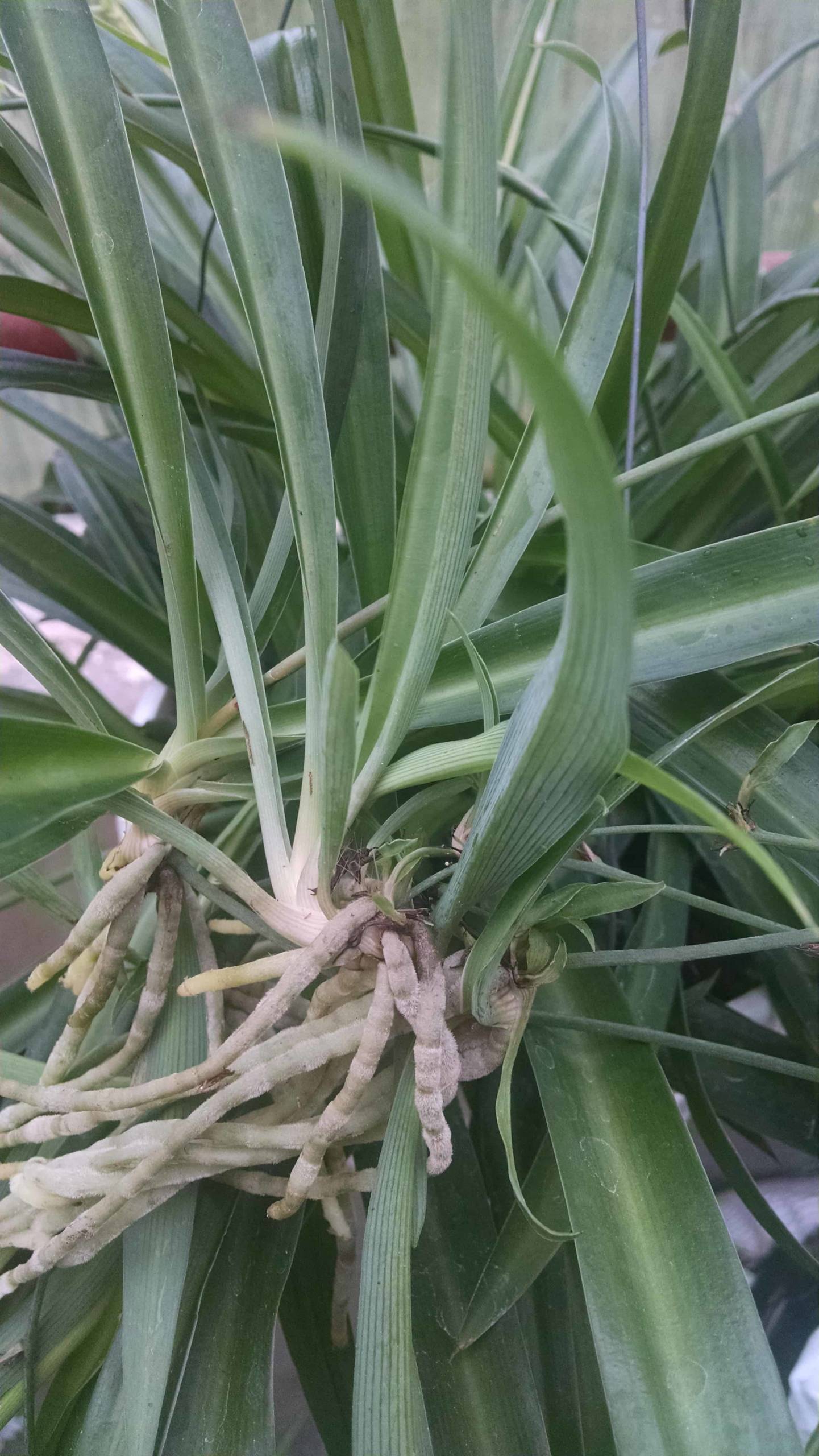 Green Spider Plant - Image 2