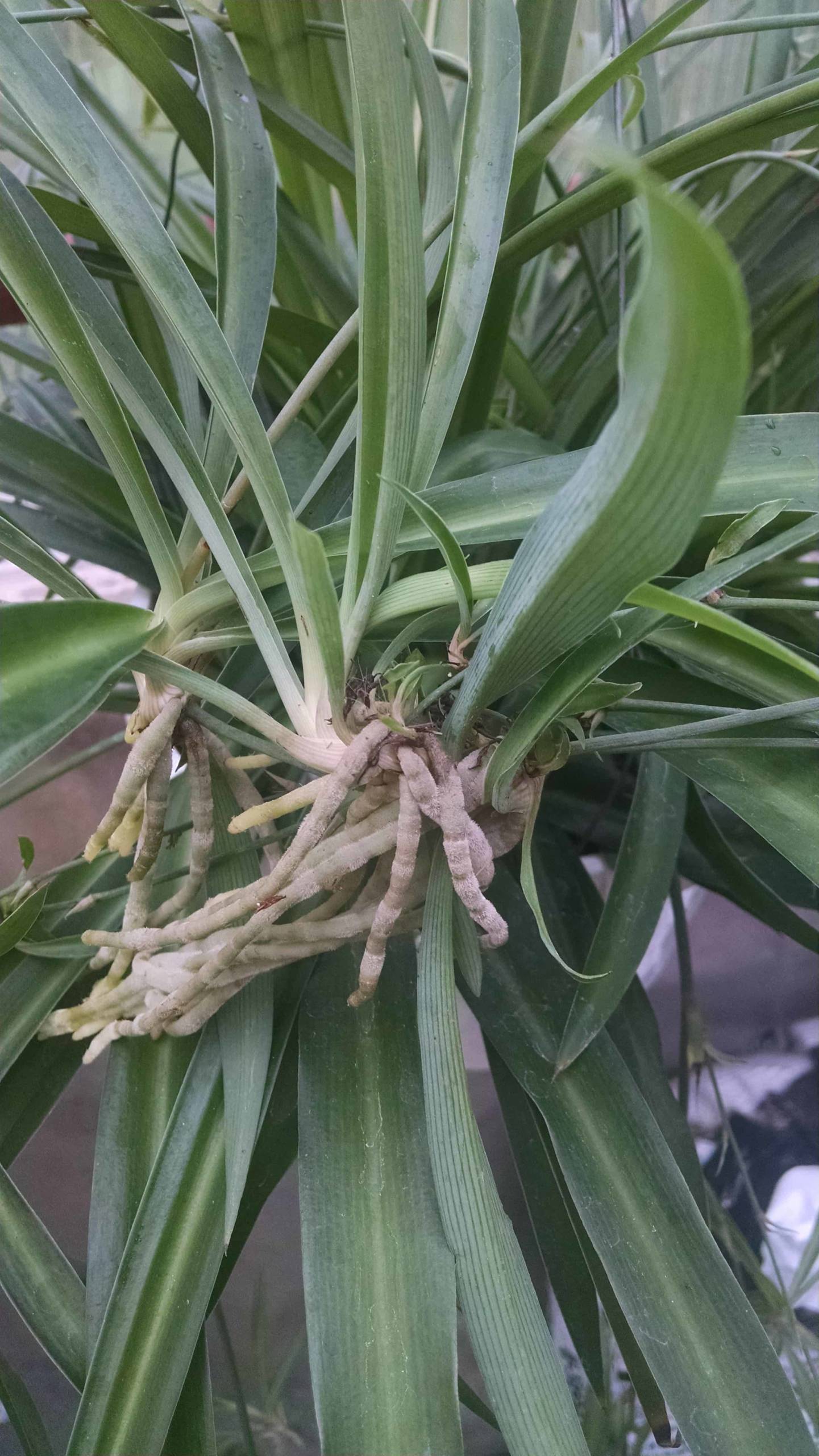 Green Spider Plant - Image 3