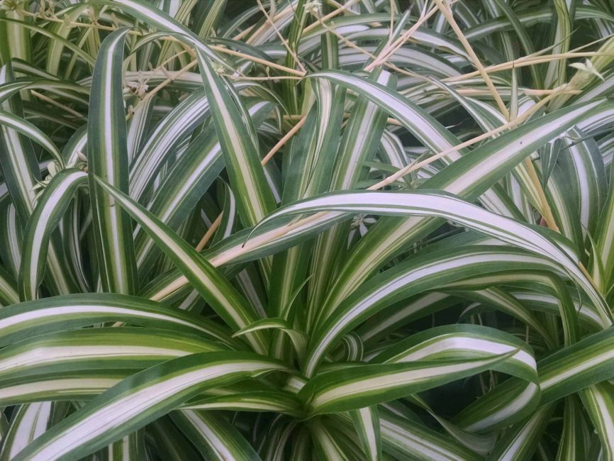 spider plant detail image