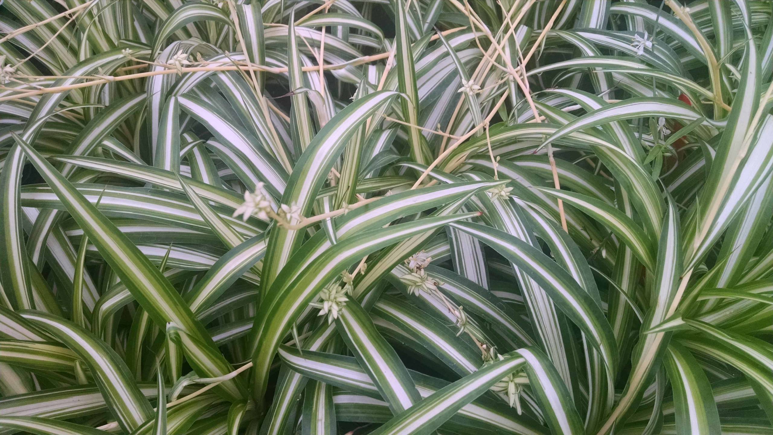 Spider Plant - Image 2