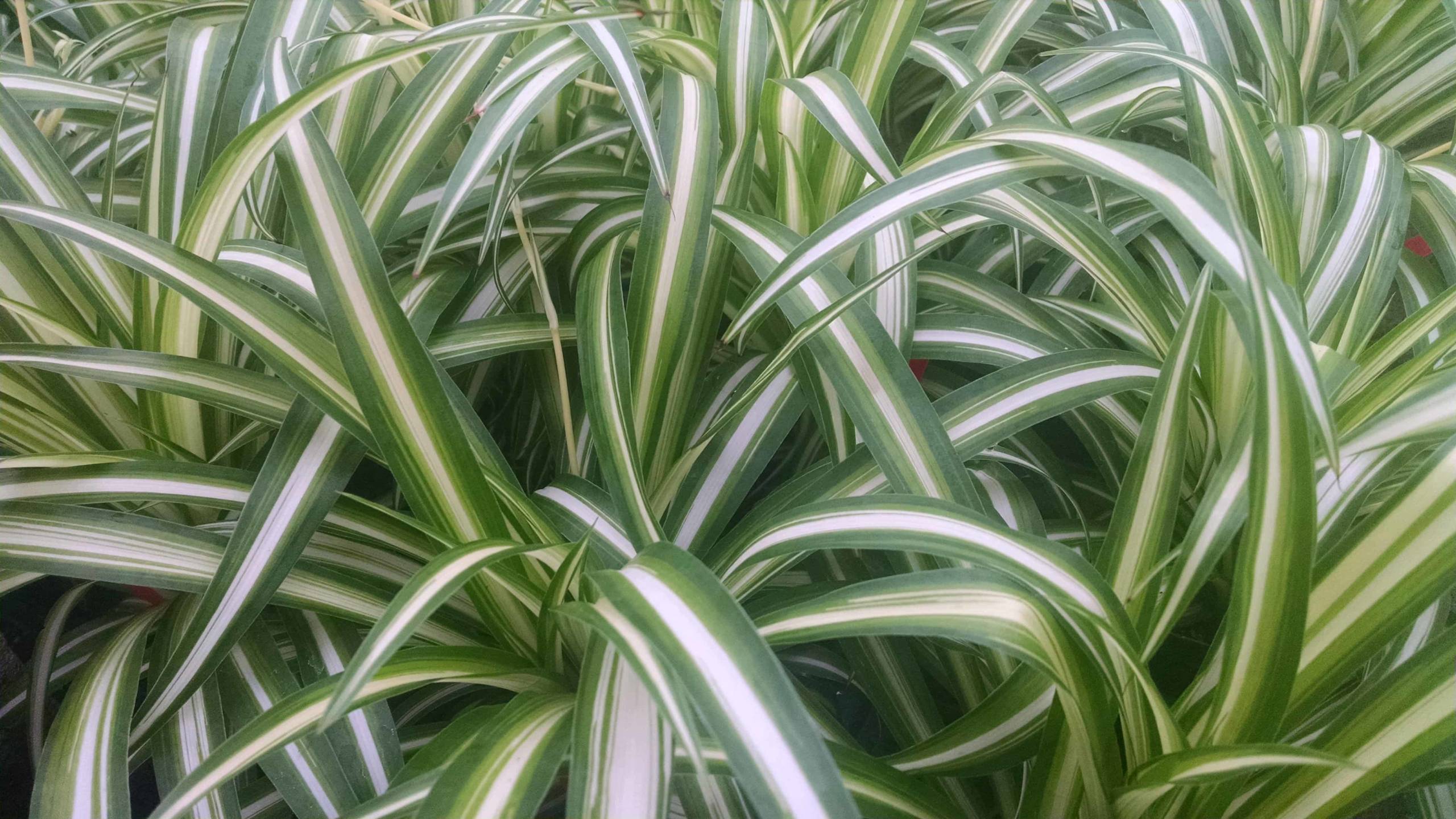 Spider Plant - Image 3