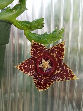 Stapelia succulent with fat spines and burgundy yellow blooms by Studley Flower Gardens