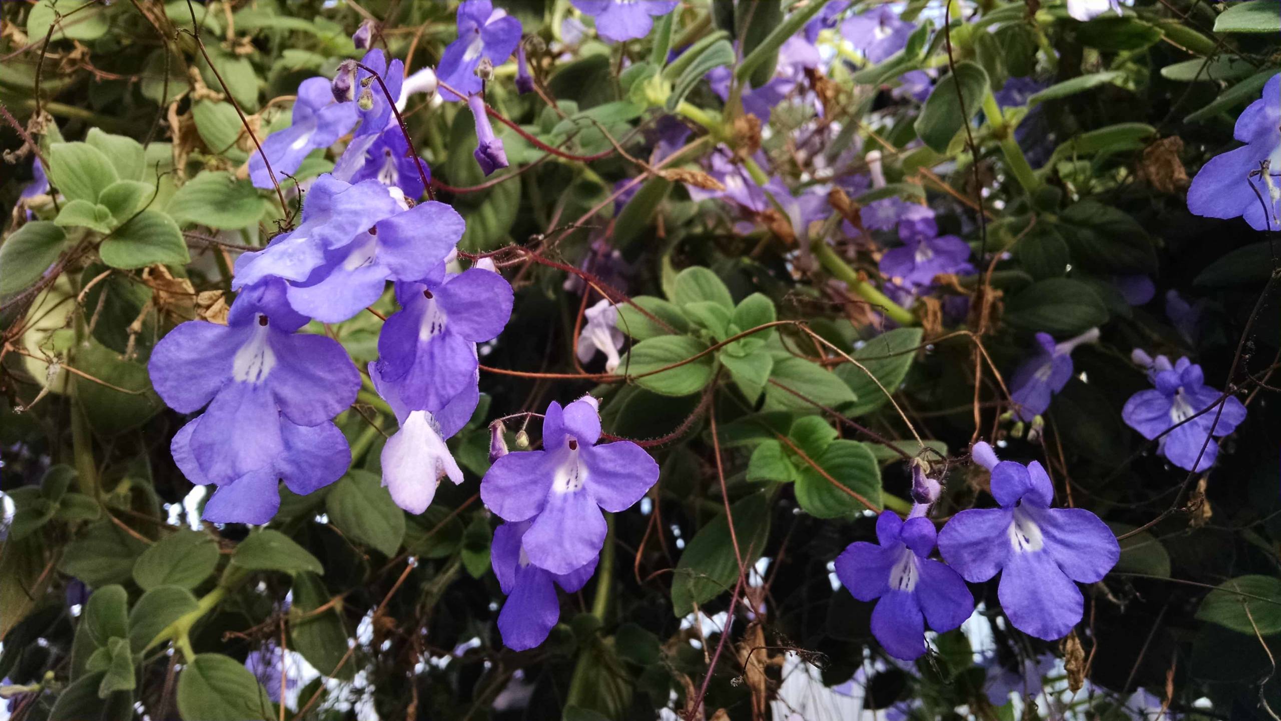 Concord Blue Streptocarpella, Cape Primrose