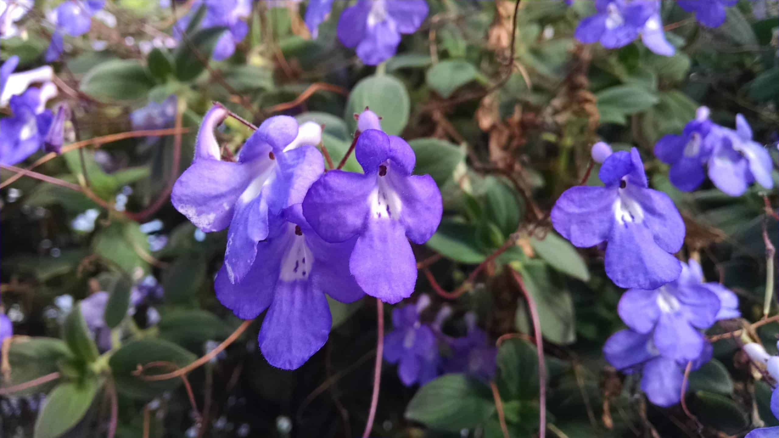 Concord Blue Streptocarpella, Cape Primrose - Image 2