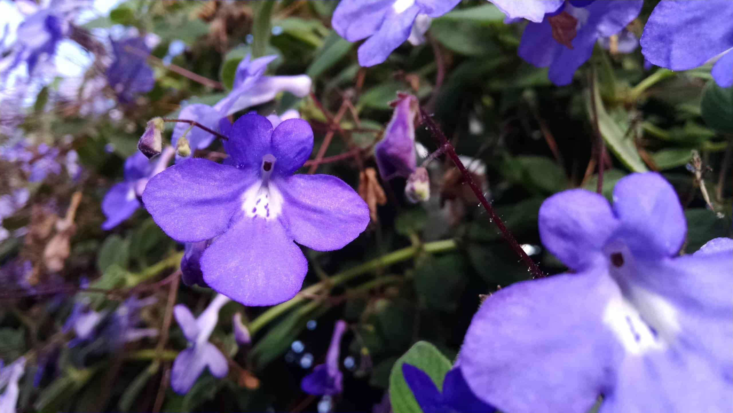 Concord Blue Streptocarpella, Cape Primrose - Image 3