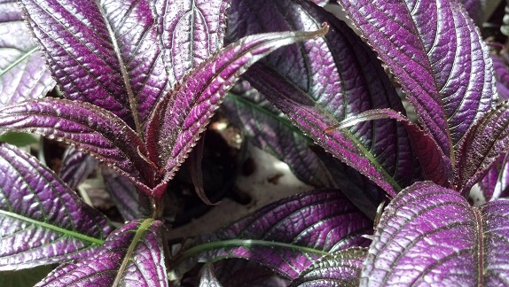 Persian Shield - Image 2