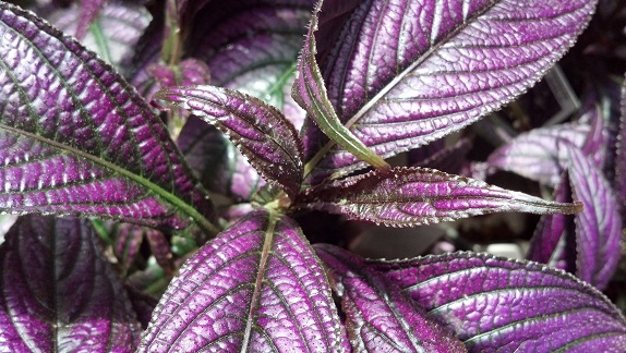 Persian Shield - Image 3