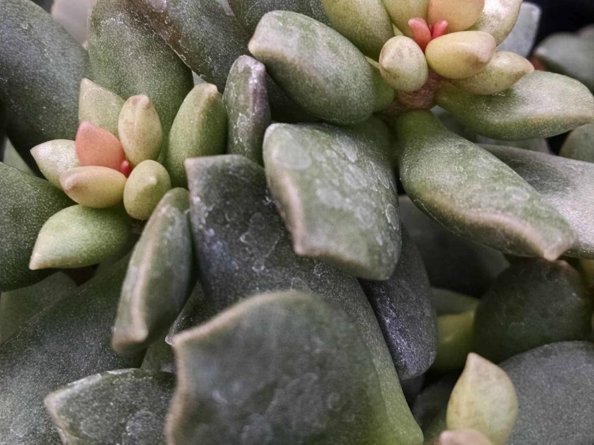 adromischus detail image