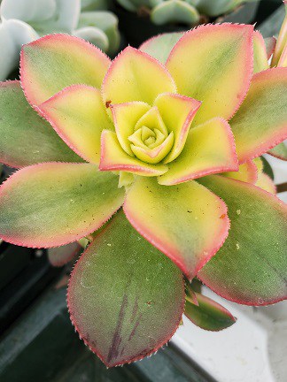 Kiwi Aeonium - Image 3