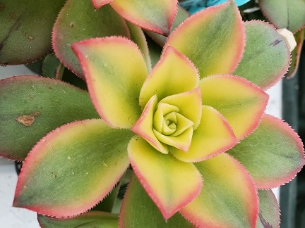Kiwi Aeonium - Image 2