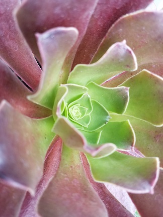 Zwartkop Aeonium - Image 2