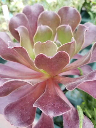 Zwartkop Aeonium - Image 3