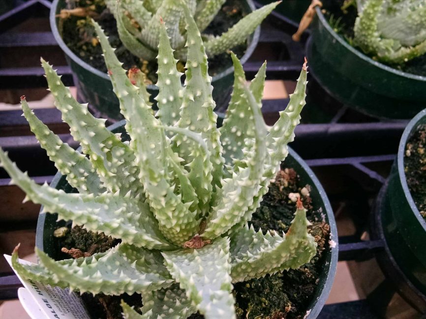 spider aloe, hedgehog aloe detail image