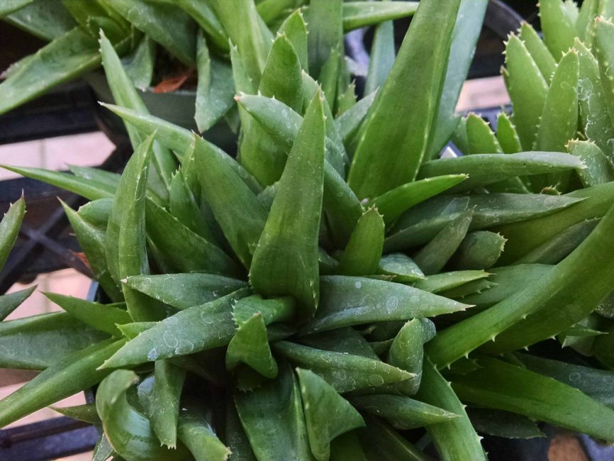 aloe levis mitriformis detail image