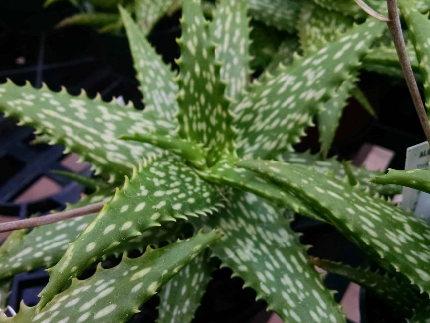 Snowflake aloe with white splotches and tiny teeth by Studley Flower Gardens
