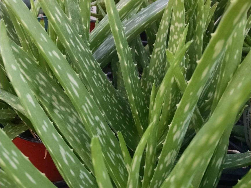 Unknown aloe with deep green, silvery flecked leaves by Studley Flower Gardens